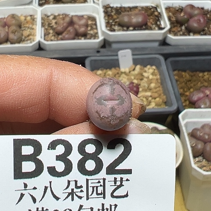 6***i382号毛杂多肉植物