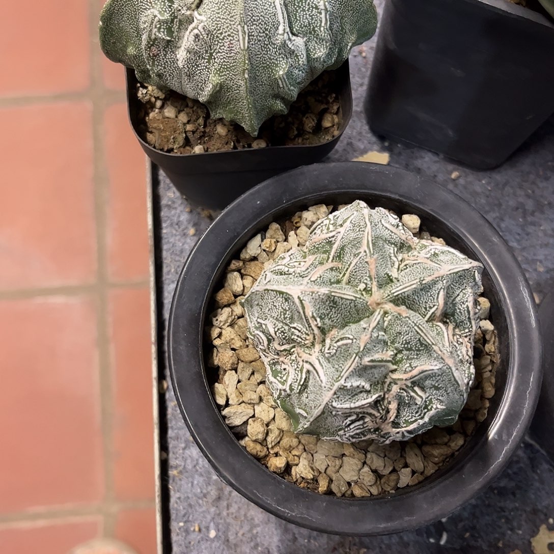 山***。仙人球鸾凤玉实生