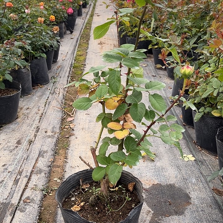 当前无花栽培后可以开花