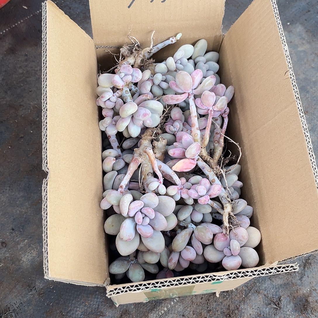 桃蛋小老桩枝头。        