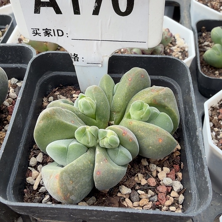 小***朵170。满38包邮肉锥