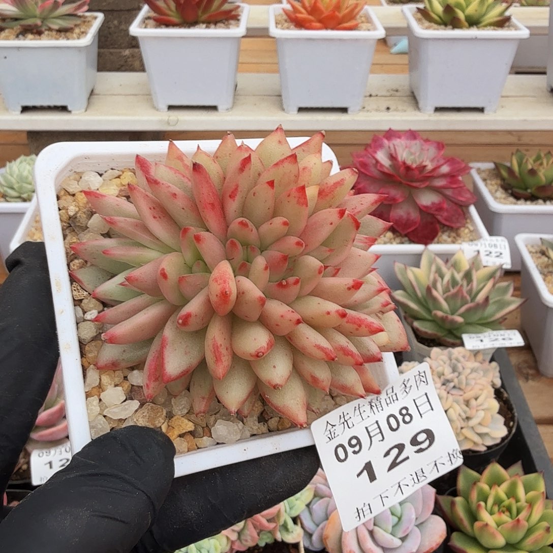 0908-129樱花玛丽亚锦缀