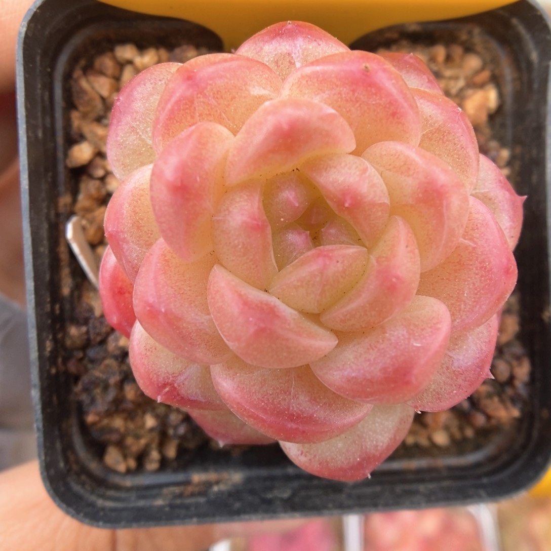 油透珍妮可拍780号