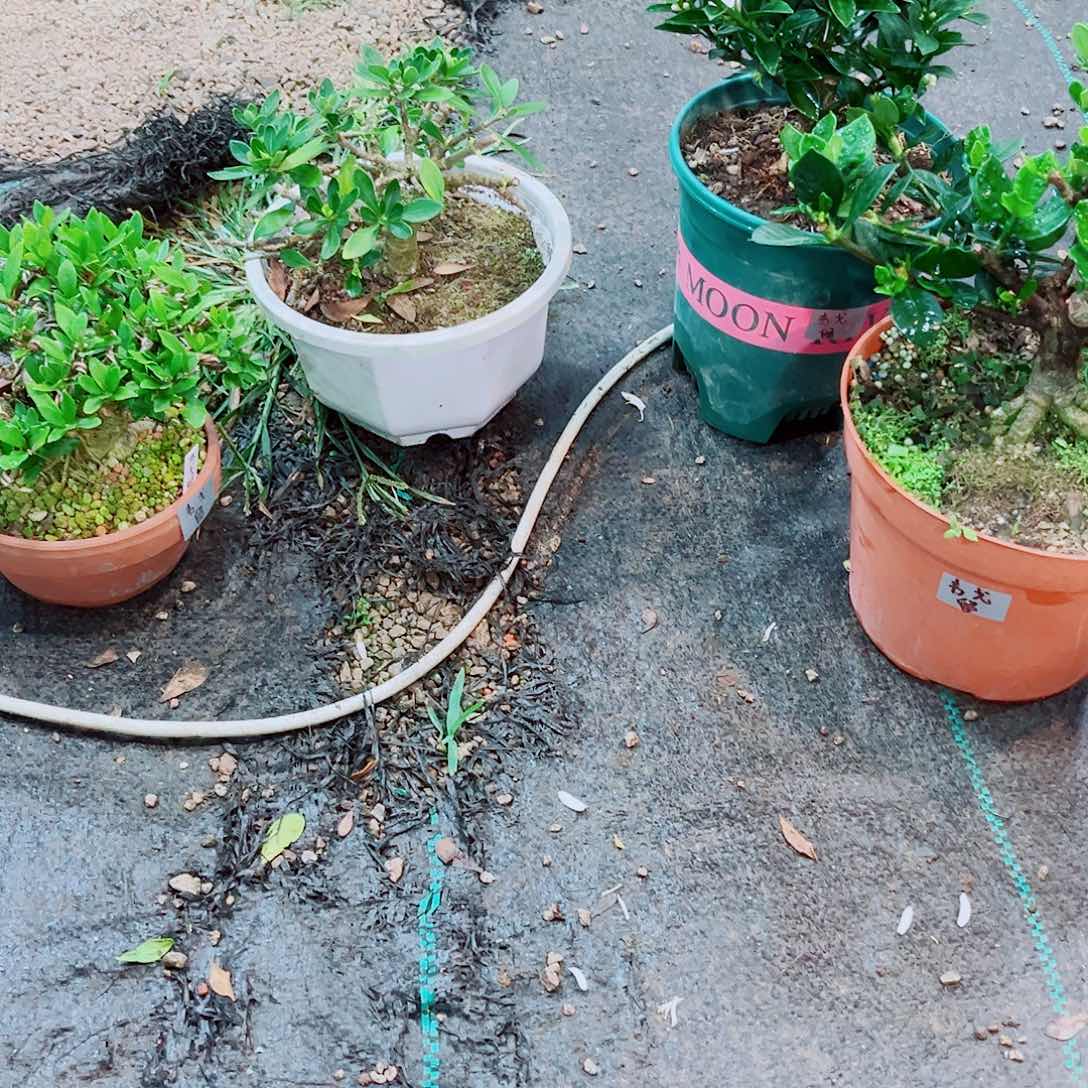 韦***戈清誉，法莲，八房柑，玉荷