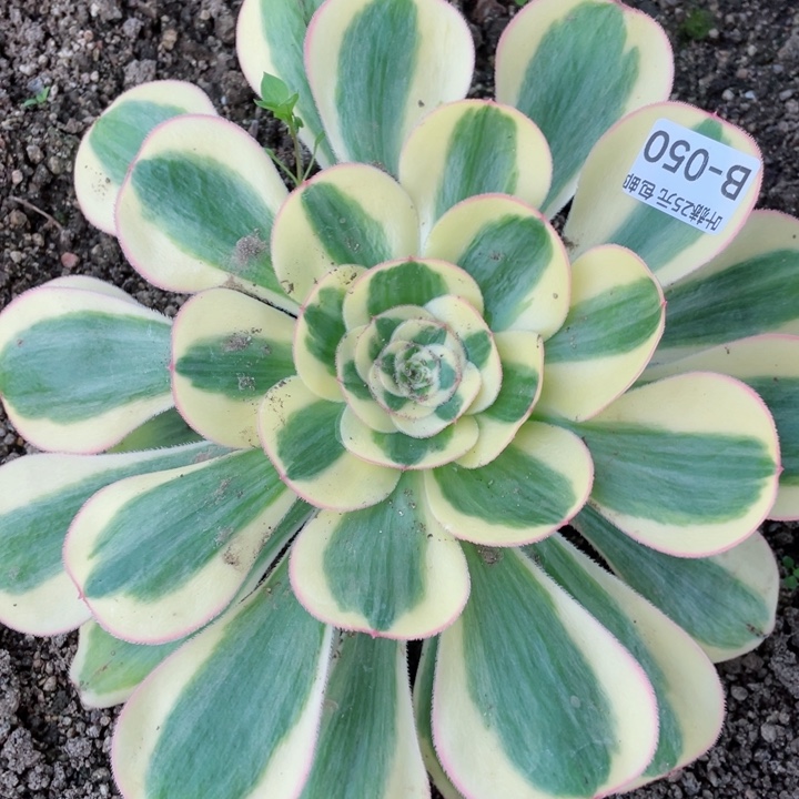 50王妃多肉12345678