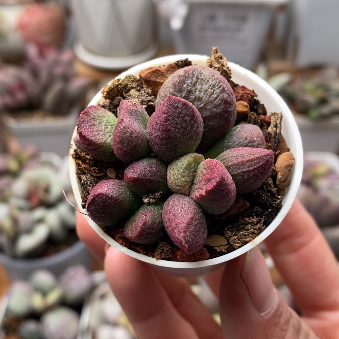 红烧肉水泡多肉植物