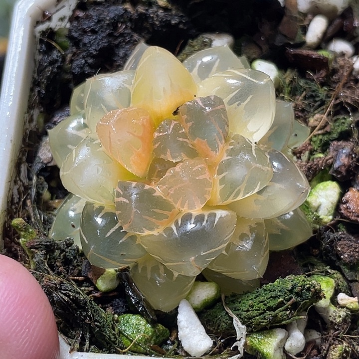 619糊斑水中虐锦特选福利