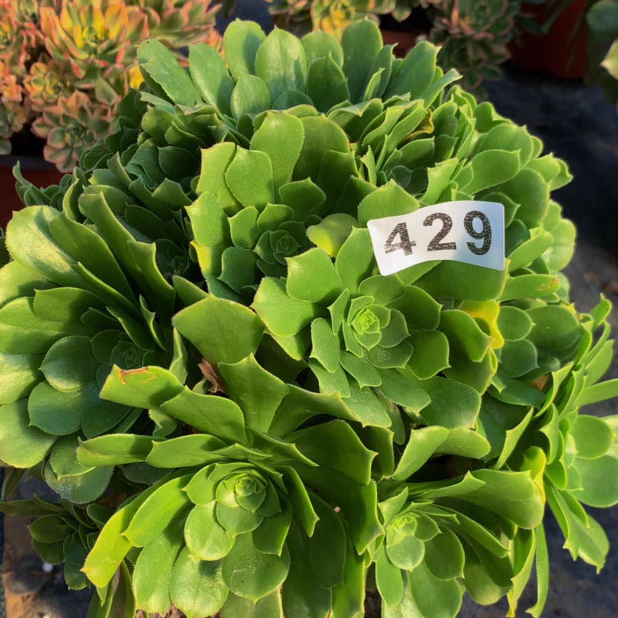 【闪购商品】429绿杨蓉多肉