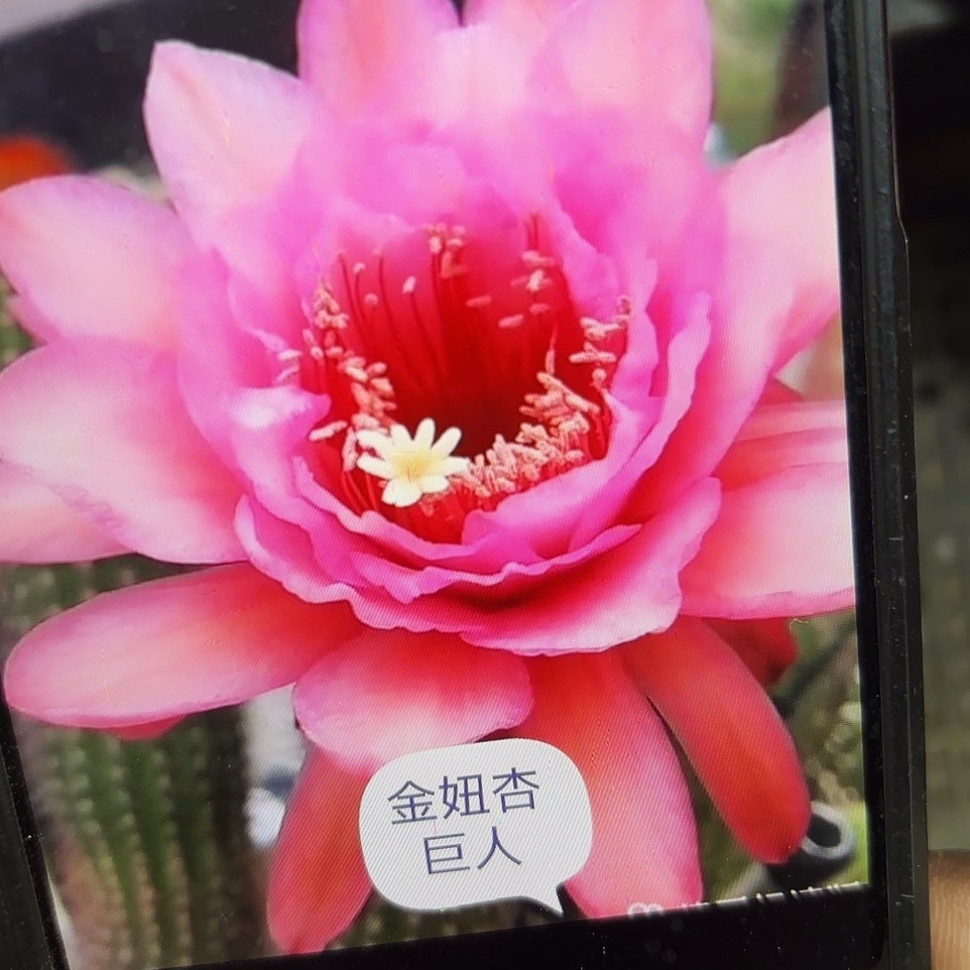 杏巨人金妞侧牙20包邮仙人球36