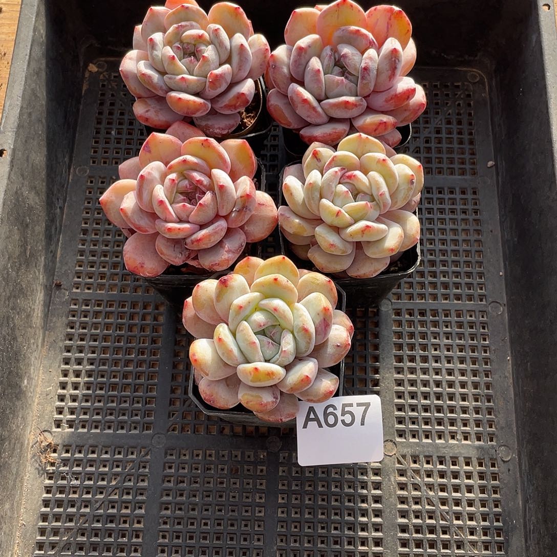 茶***漫657多肉植物多肉植物