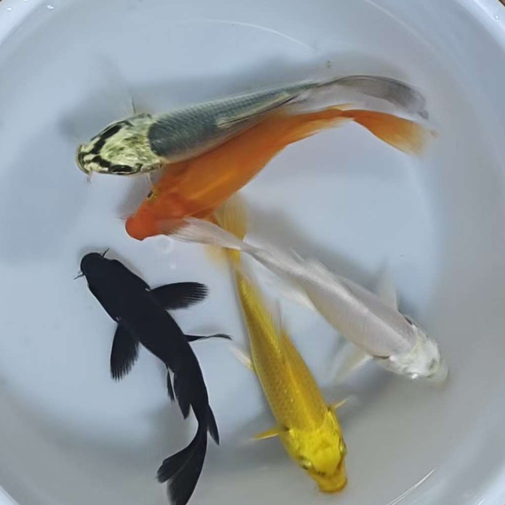 1-100号鱼塘直售锦鲤蝴蝶鲤草金金鱼冷水淡水鱼现货现发好养耐活
