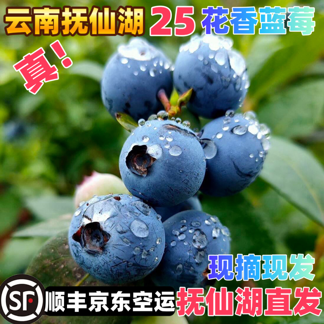 【顺丰京东空运】云南抚仙湖真25花香脆甜蓝莓新鲜应季水果孕妇宝宝