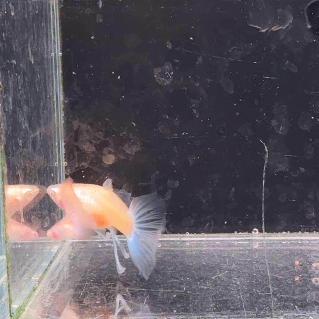 孔雀鱼蓝白缎带1对