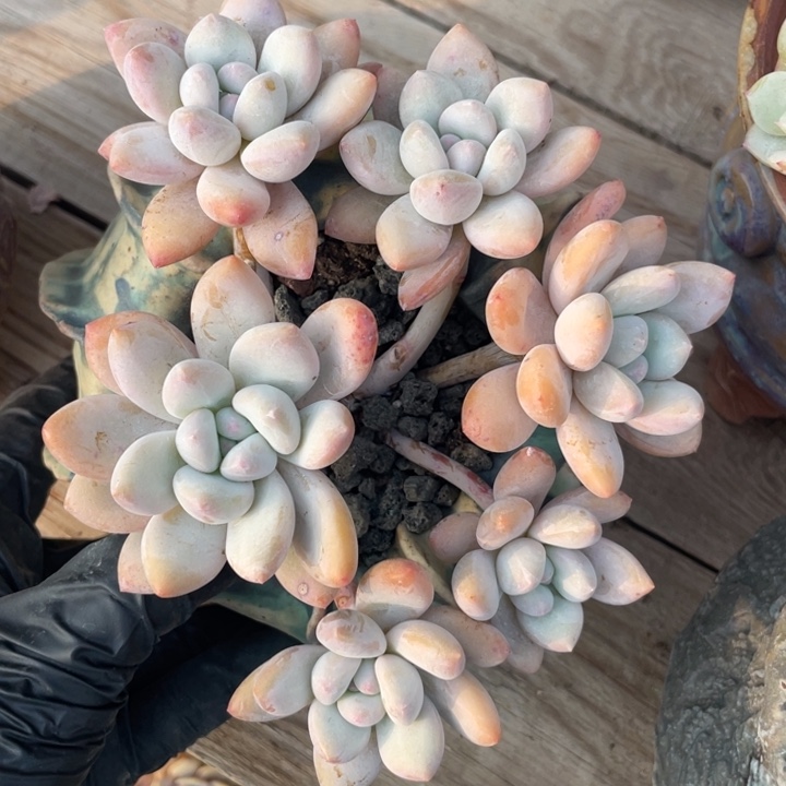 香水6头群多肉植物