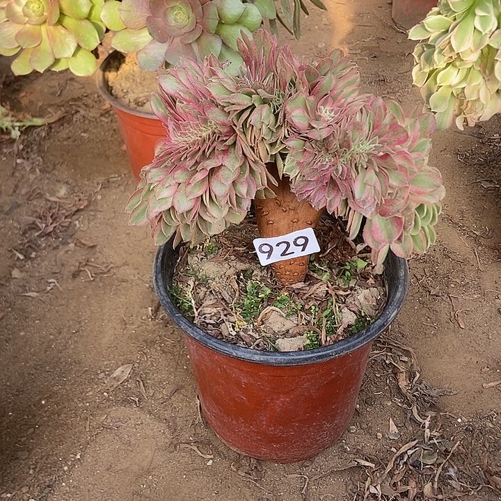 929倾城小板子法师缀