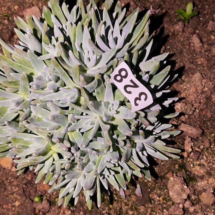 328白菊多肉植物处理不售后