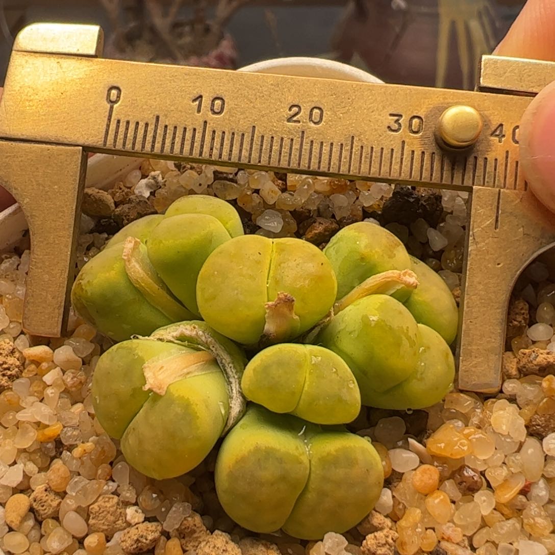 绿神迪群多肉植物百科