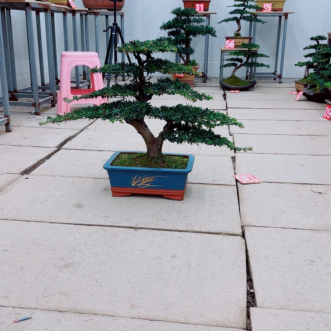 完全开放盆景园林盆景