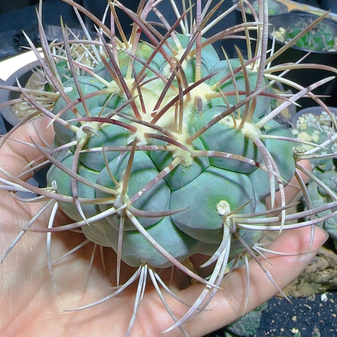 新手练手福利一物一拍