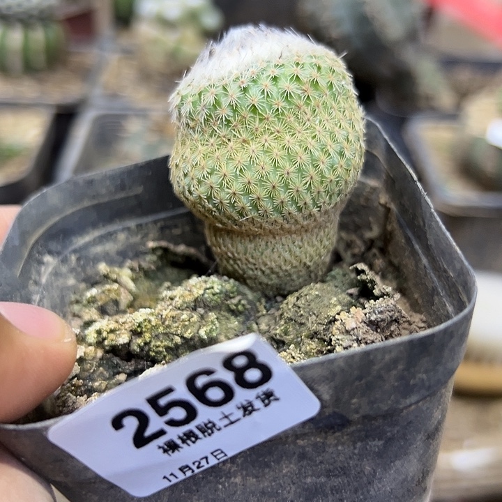 2568号小人帽子侧芽自根