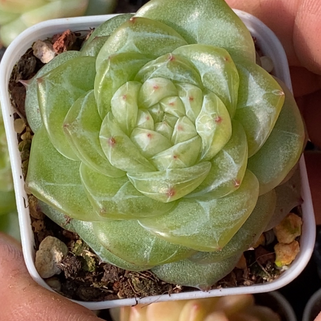 天官赐福百无禁忌