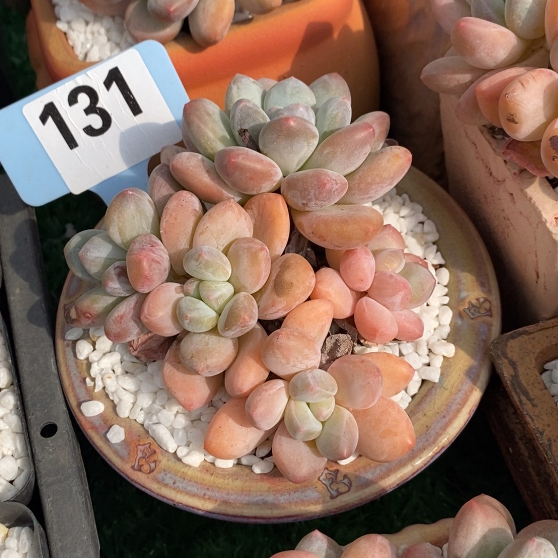 香水多肉植物盆栽