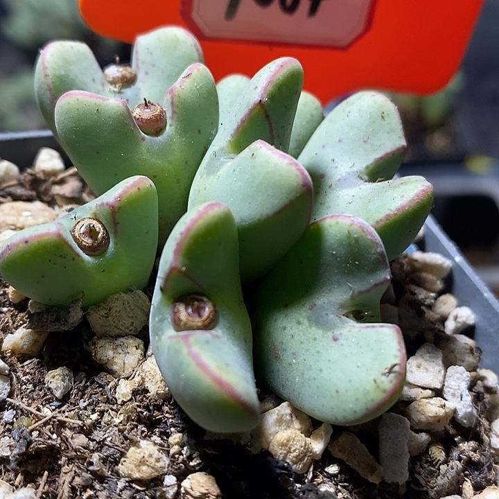 在下单中获得两枚奖池7064