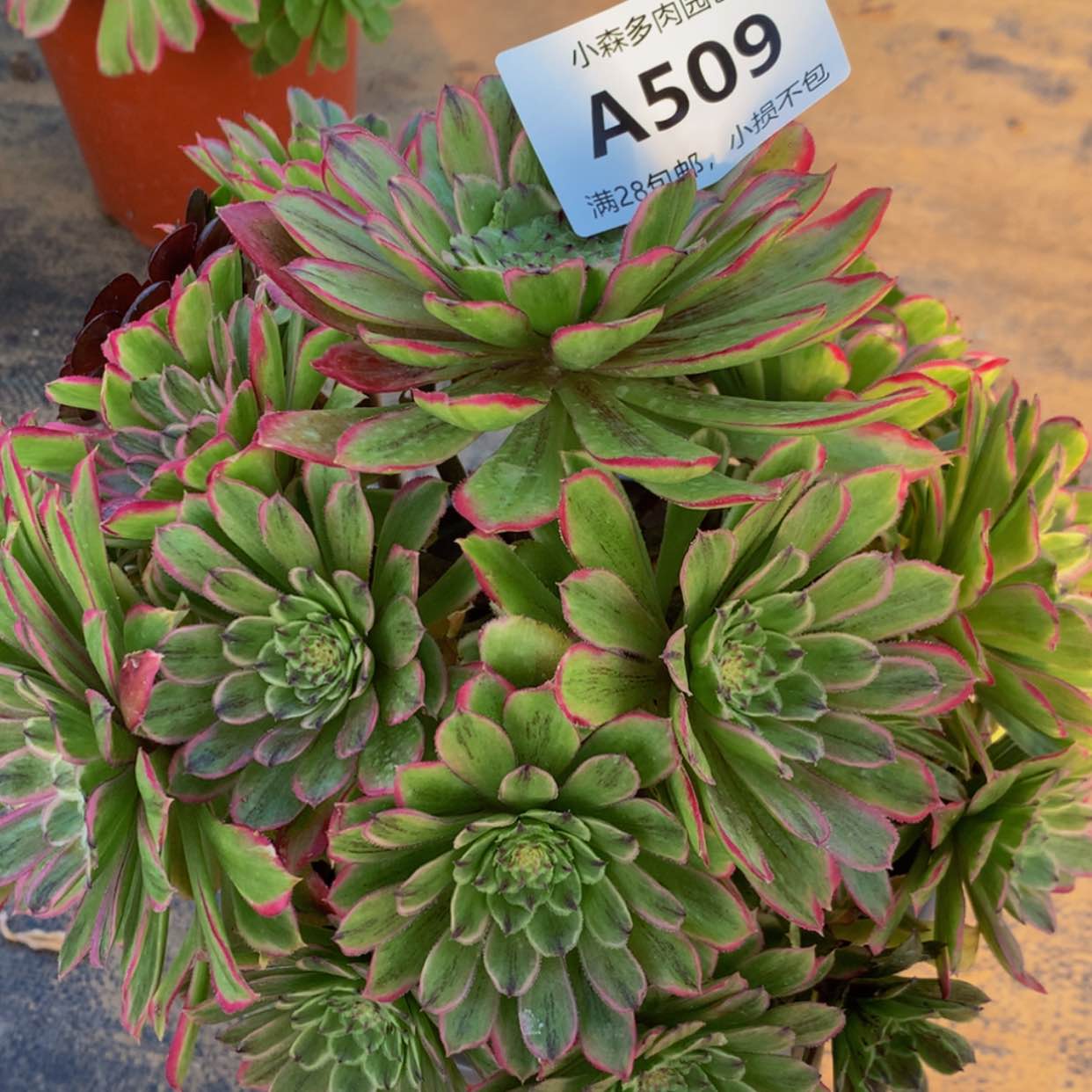 【闪购商品】509糖果多肉