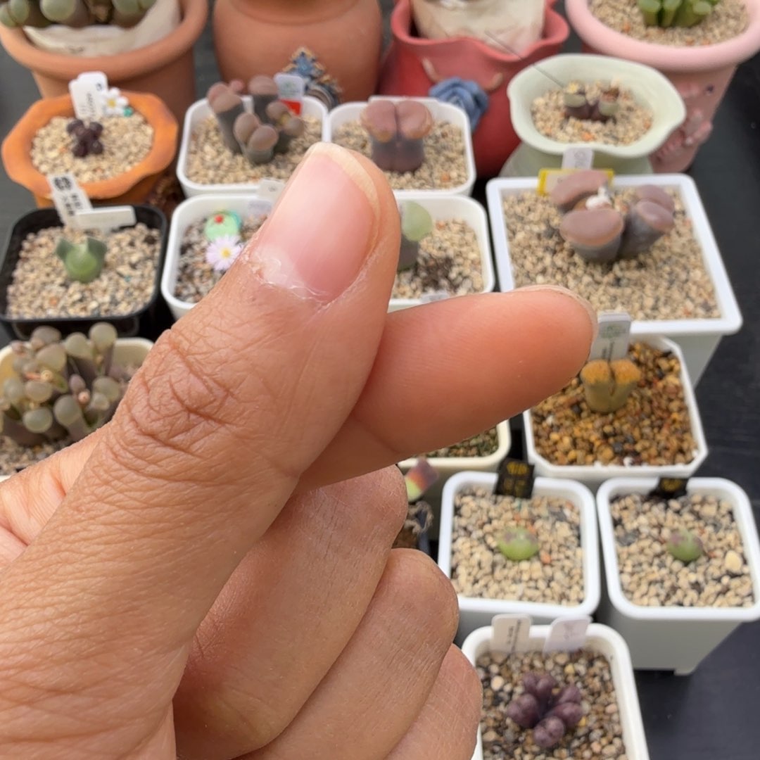 兮****）发顺丰 邮费。       