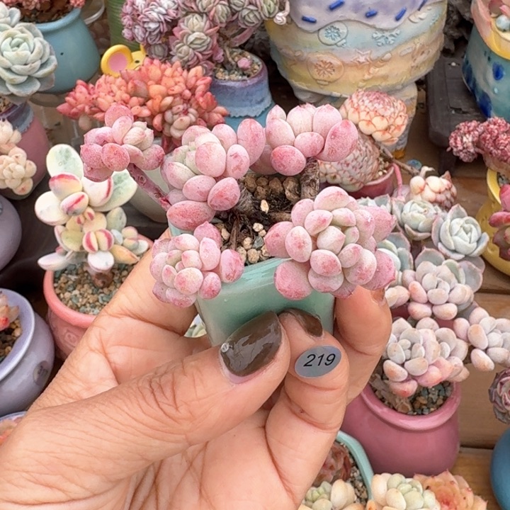 219 1多肉含盆土 30元包邮 除偏远