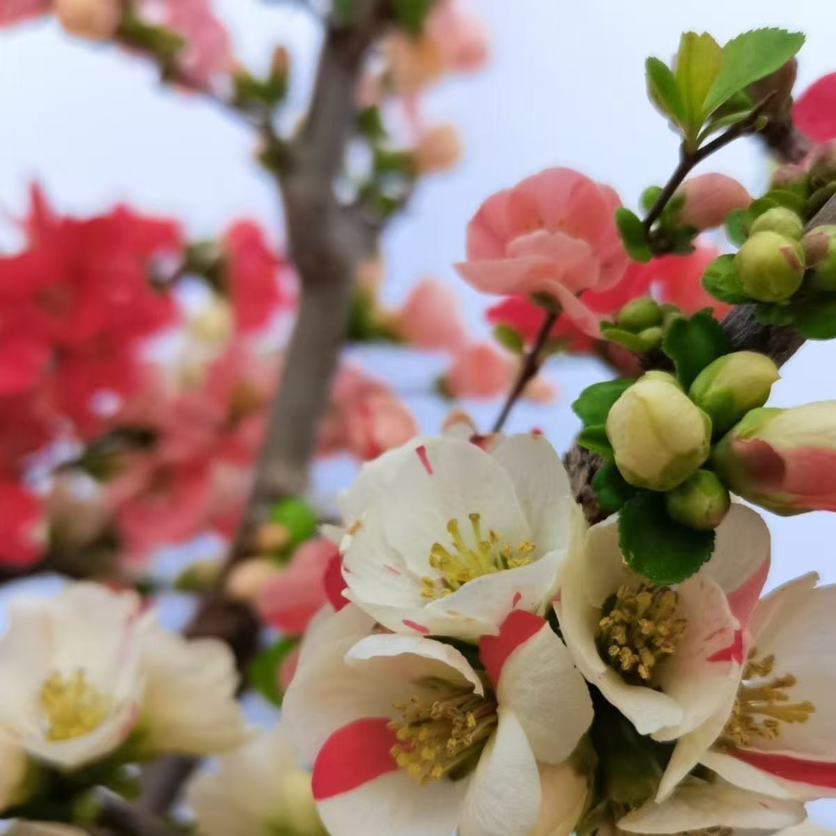 原生长寿宝小盆景开复色花