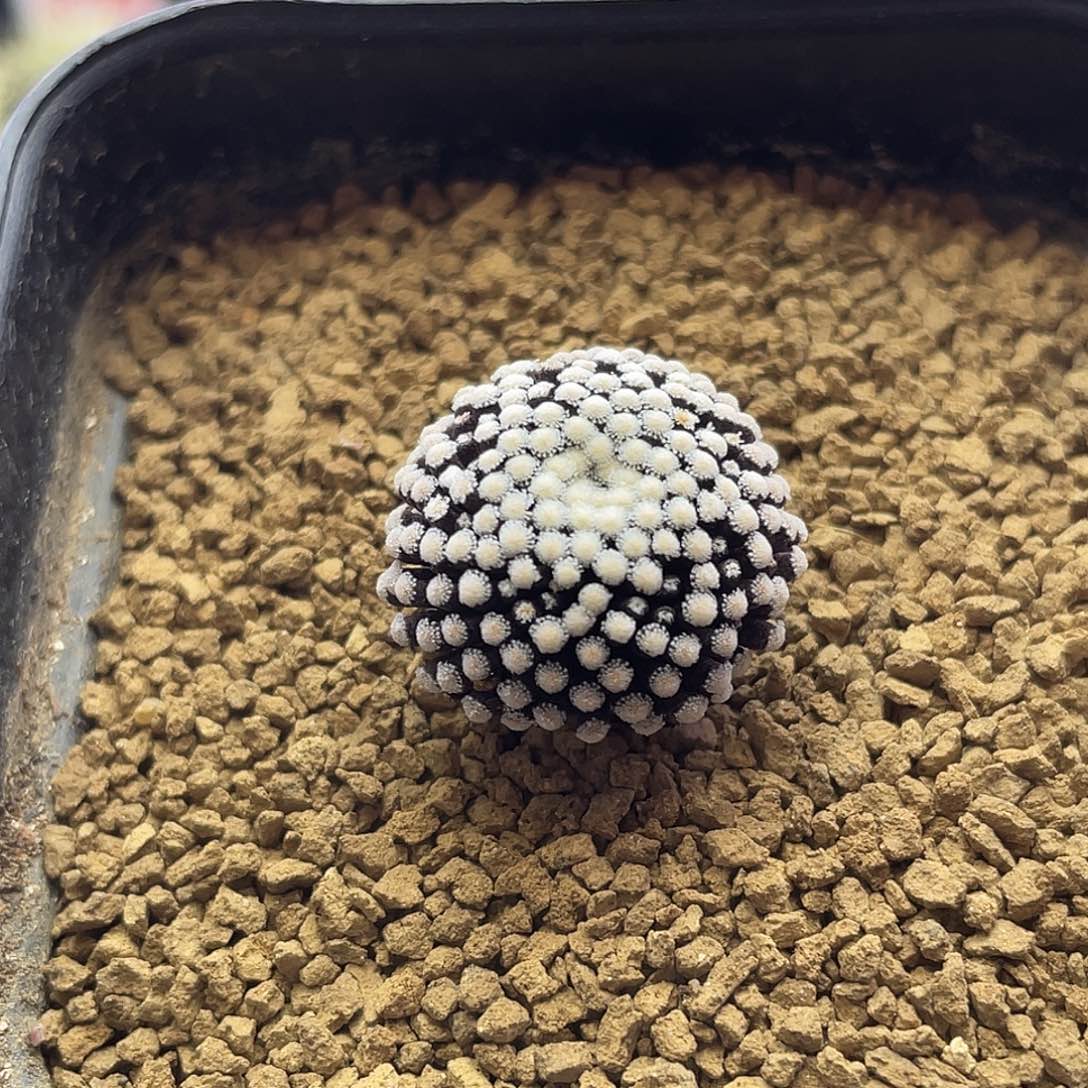 实生紫花松针牡丹8年株