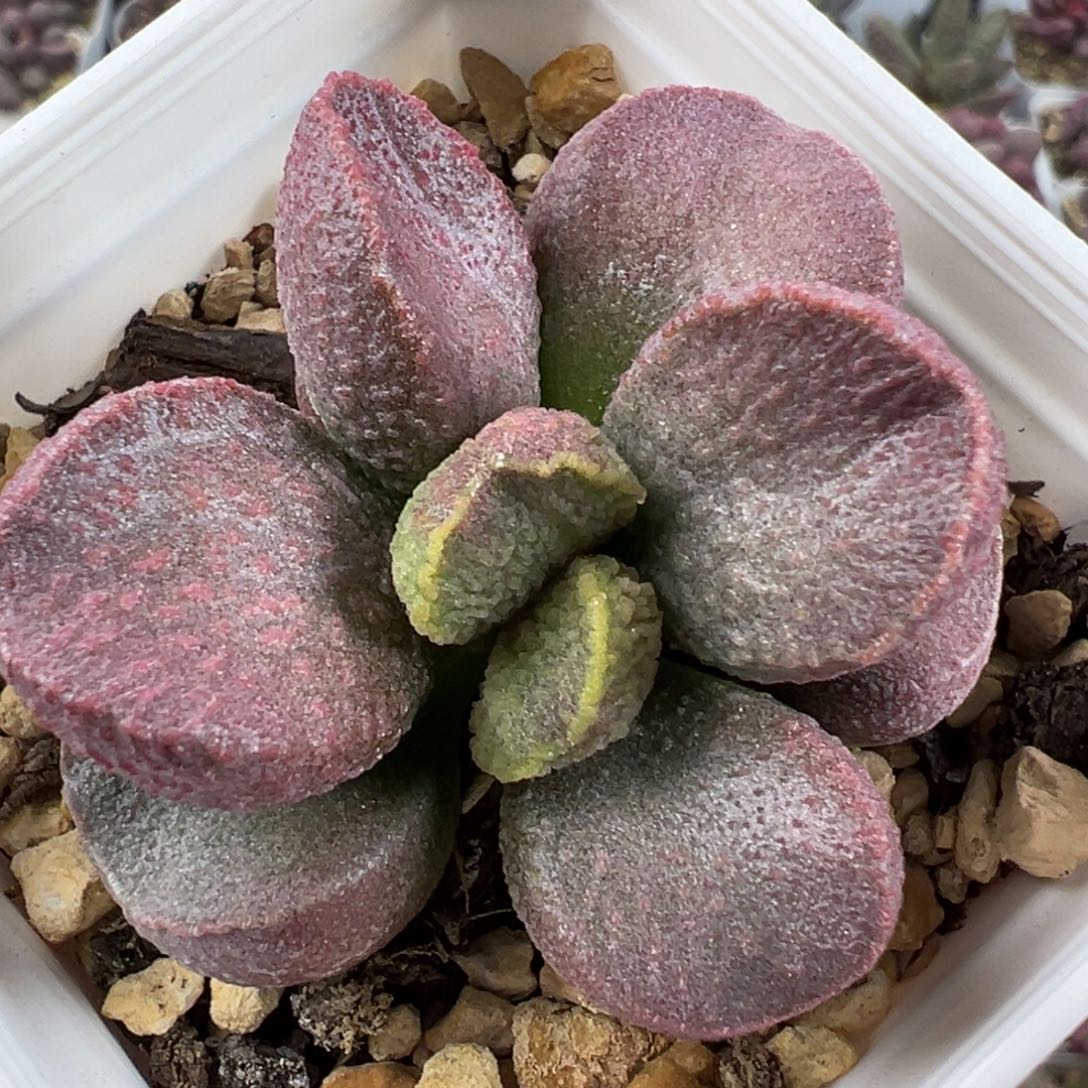 实生新品单头花型楞厚多肉植物