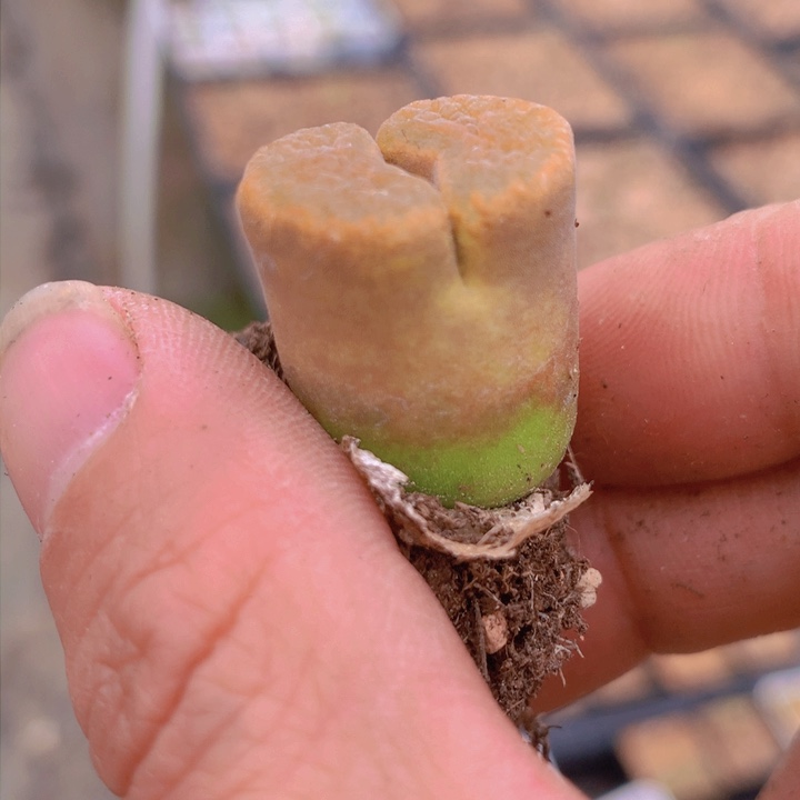 148555655655556346654565