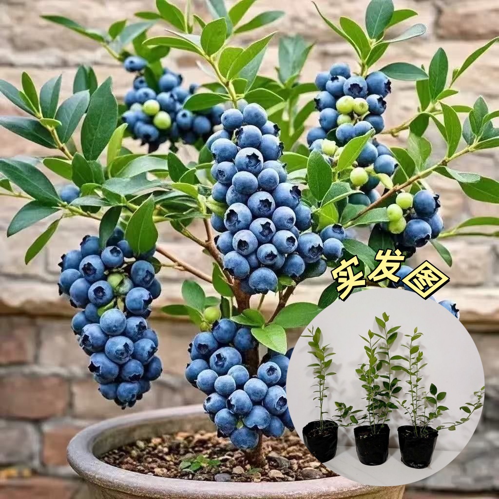 【当年结果】耐寒易养蓝莓树果苗可盆栽地栽适合南北方种植