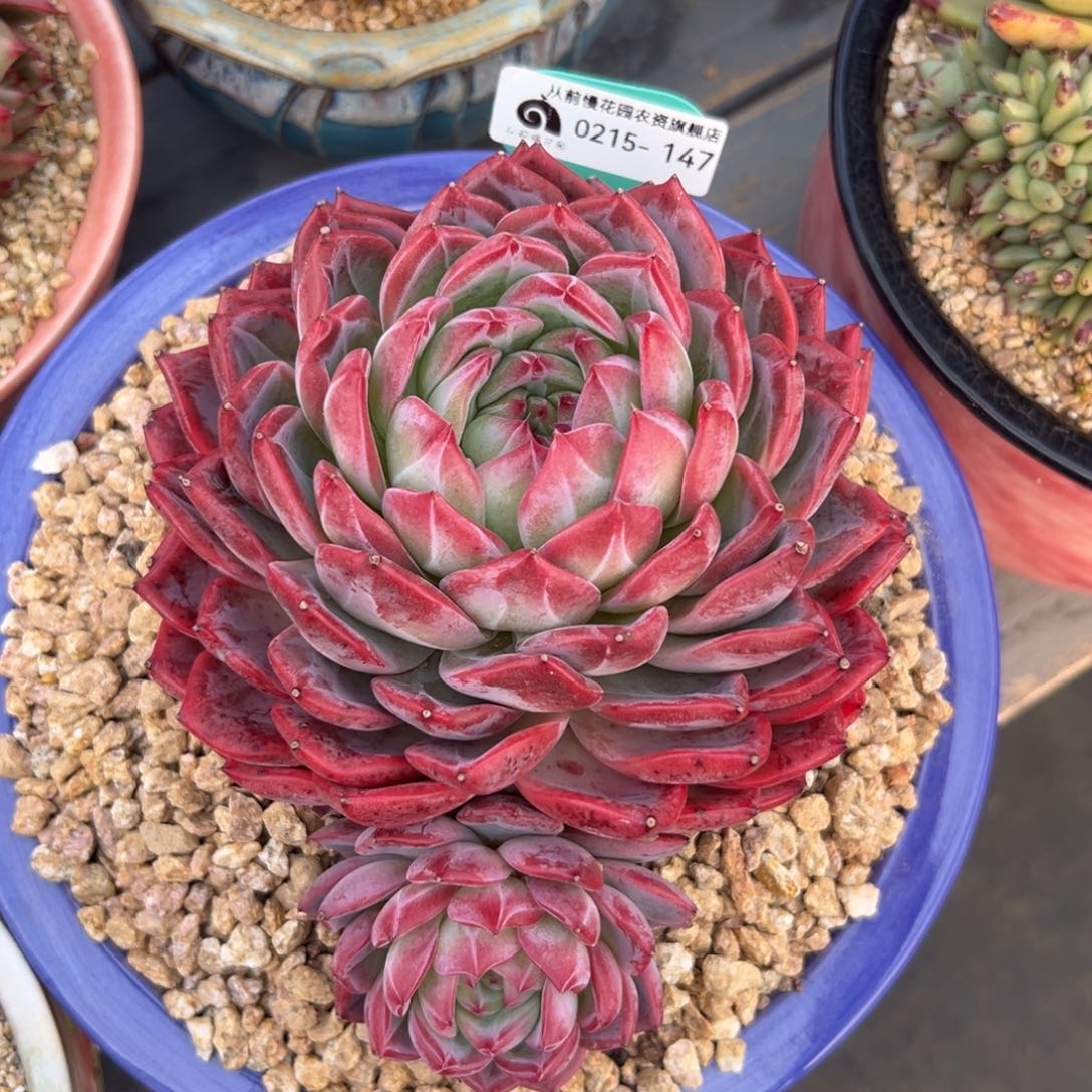 多肉一物一拍0215-147