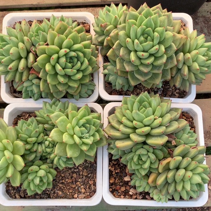 香香公主大群15cm左右