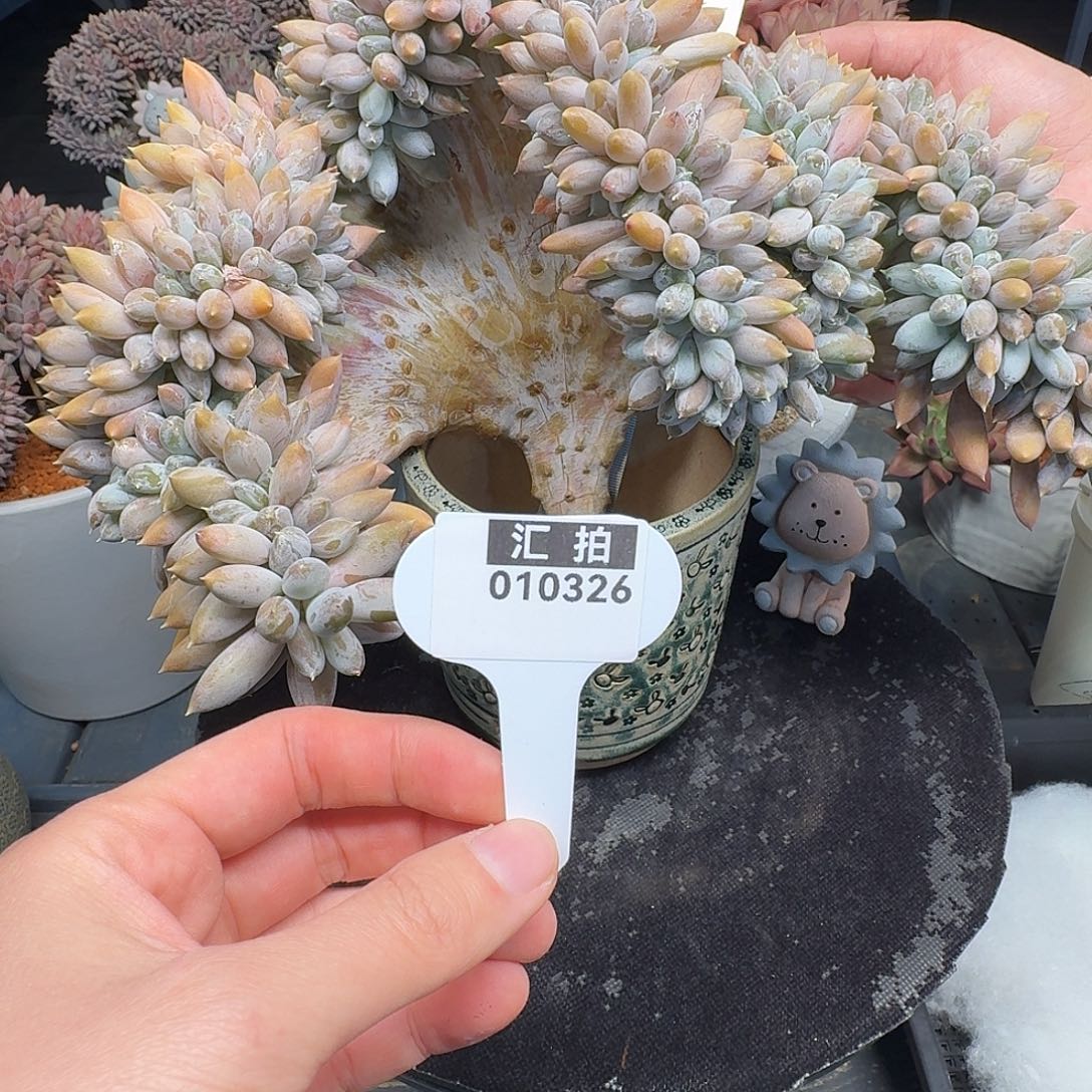 精品多肉植物010326