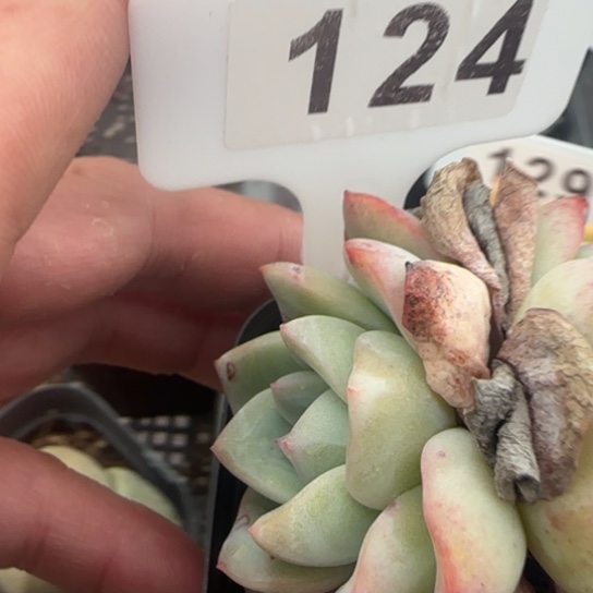 124泡芙 一物一拍多肉