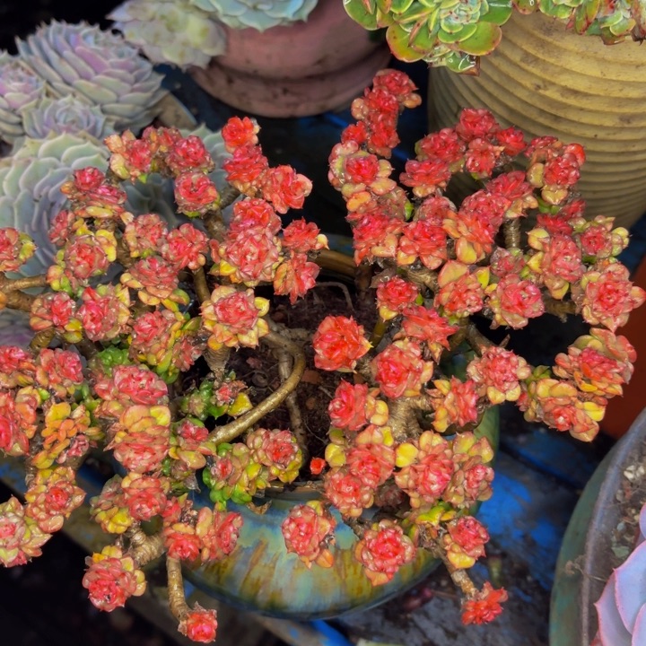 古***怪老桩精品肉肉蜡牡丹