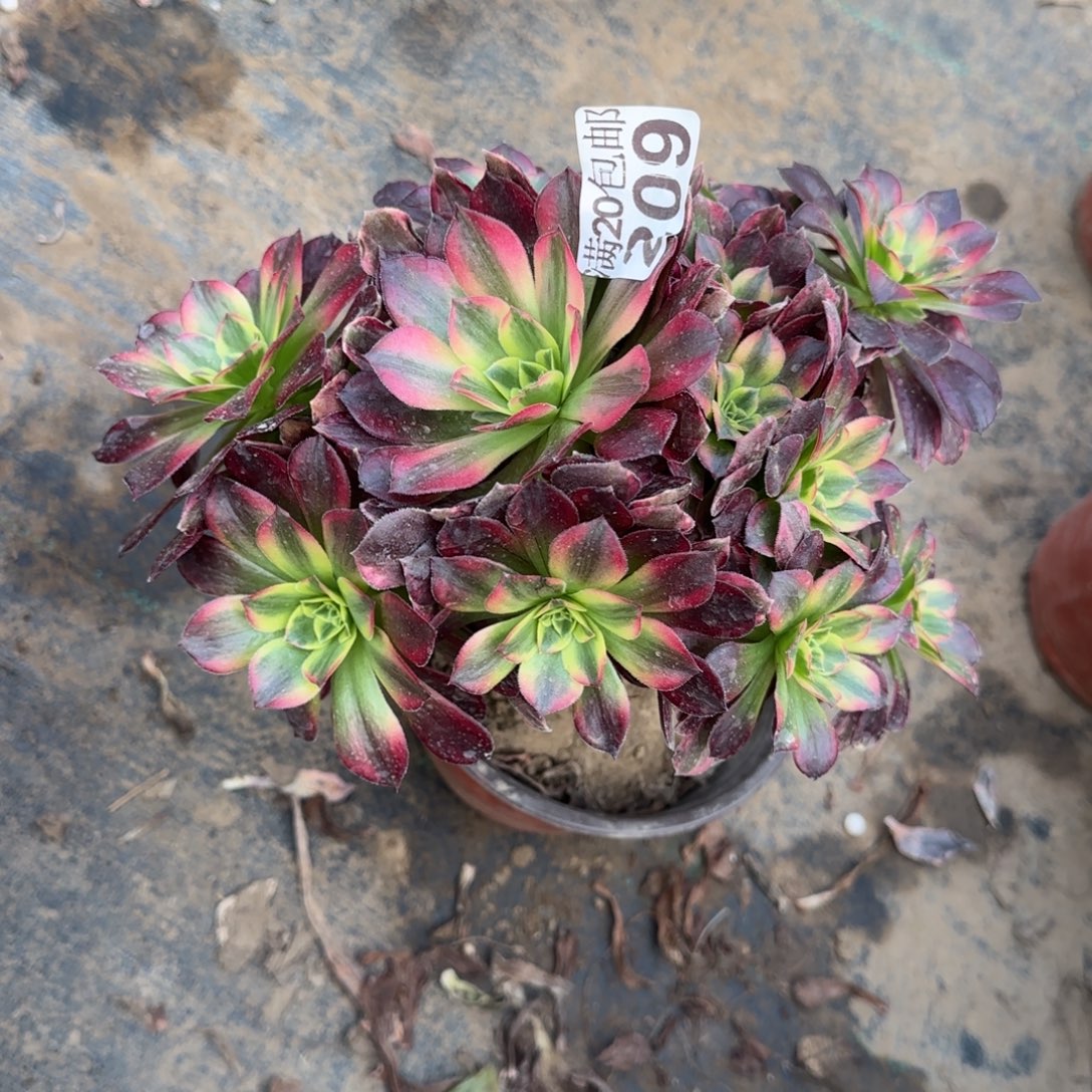 安娜209满20包邮断枝不包瑕疵