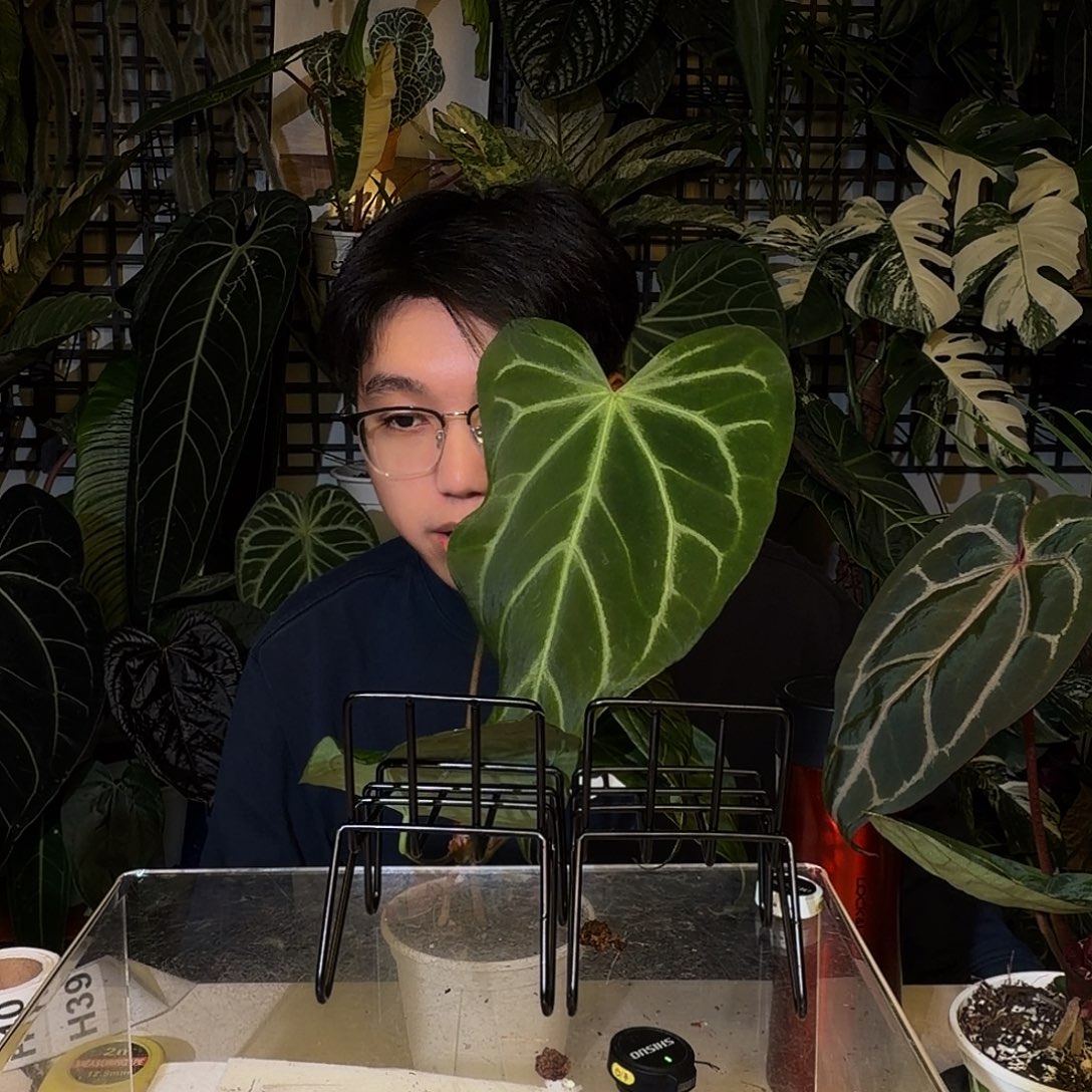 完全开放H39 帝王杂华丽