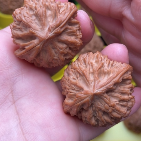 灯笼39全品111111
