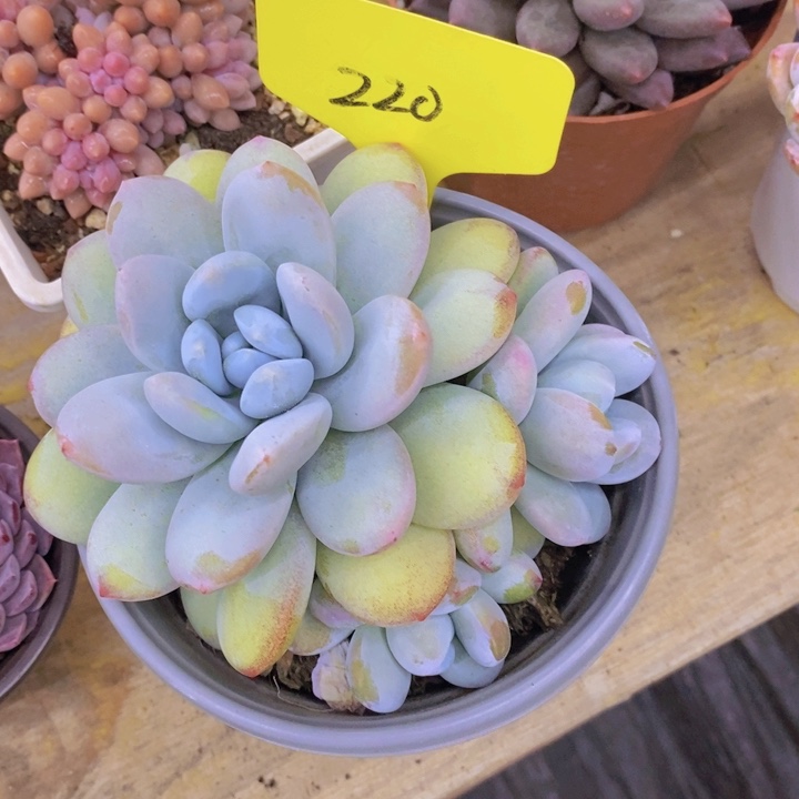 星**语多肉植物，开心多肉