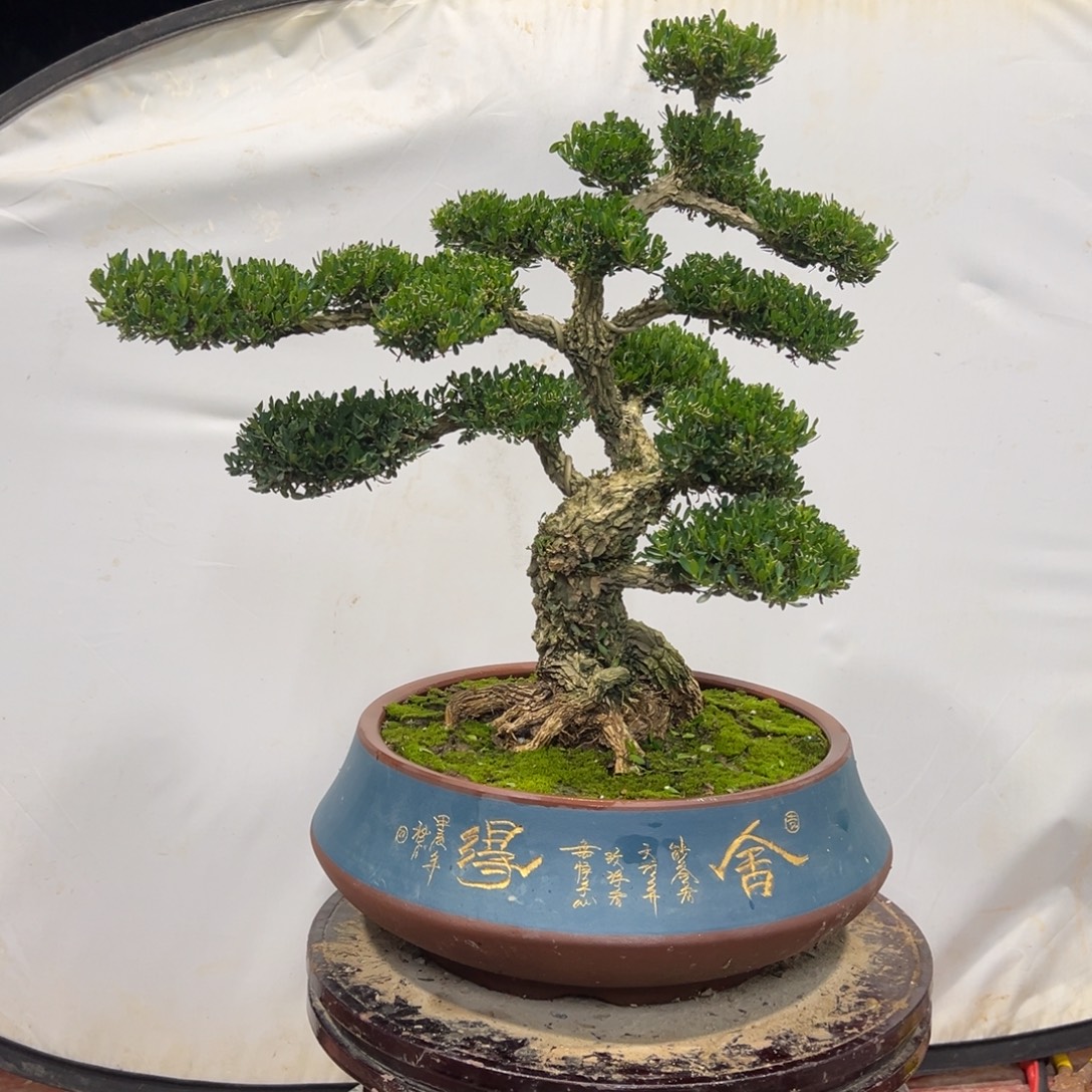 无花朵广东皱皮雀舌黄杨