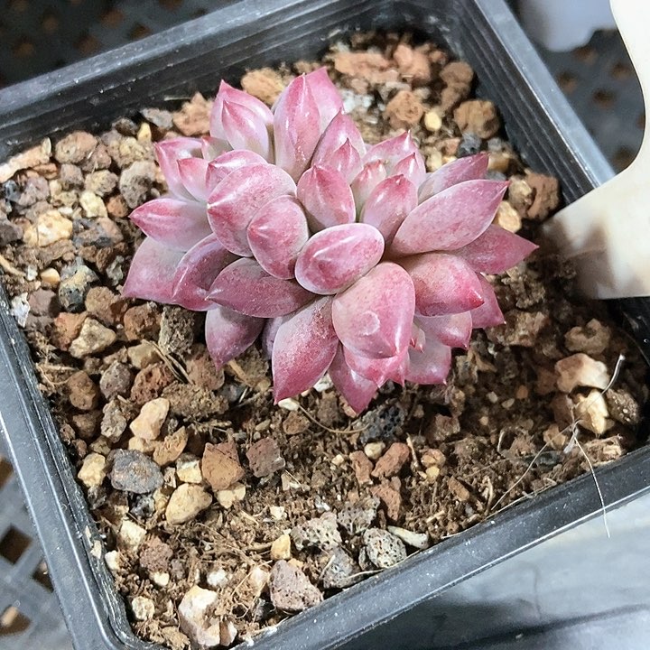 多肉植物金鱼姬1030