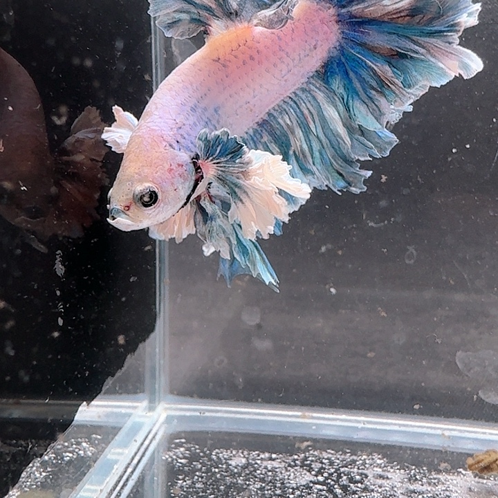 海水鱼104号印尼hmpk