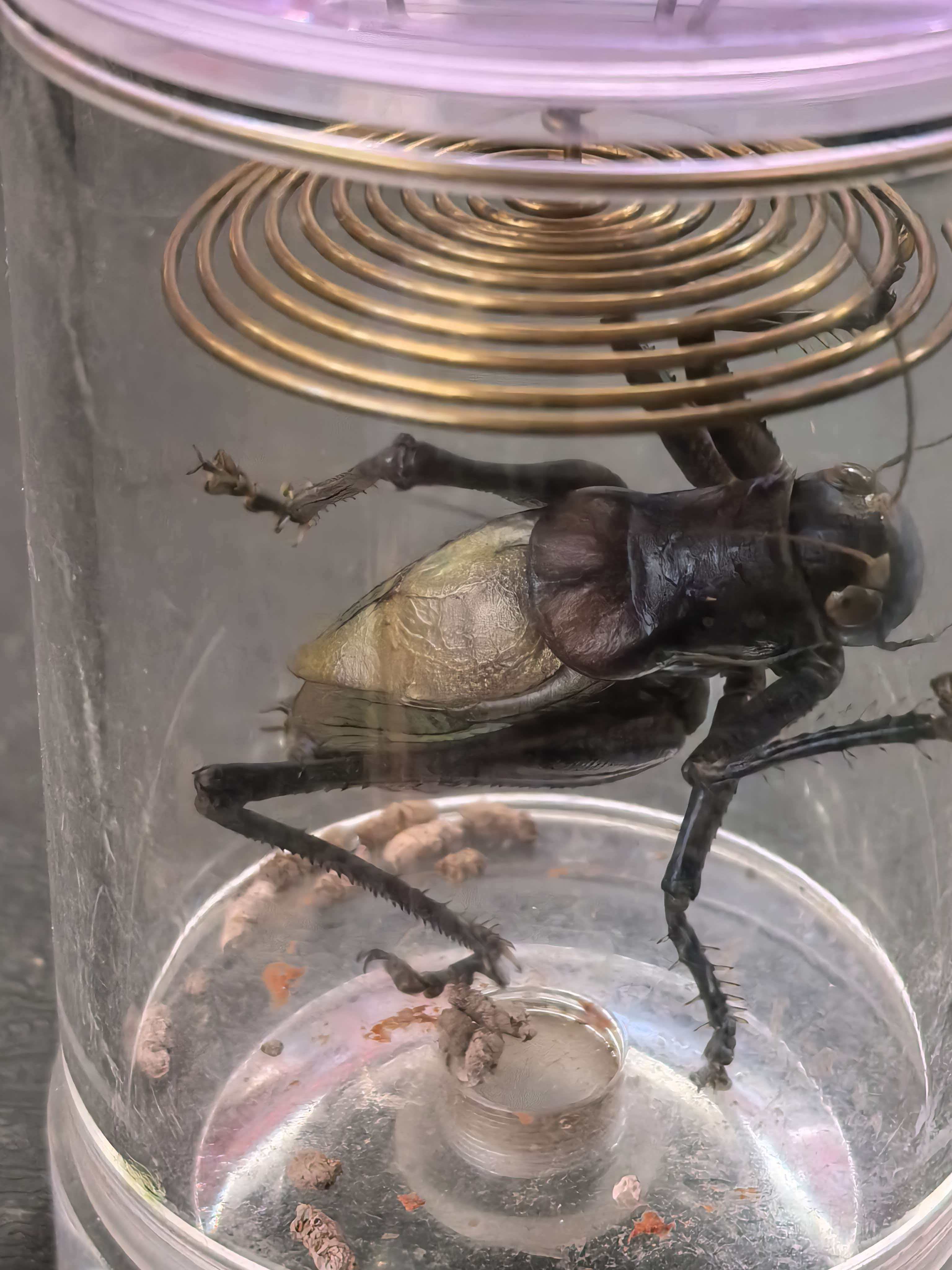 直播间里的蝈蝈 宽膀蝈蝈