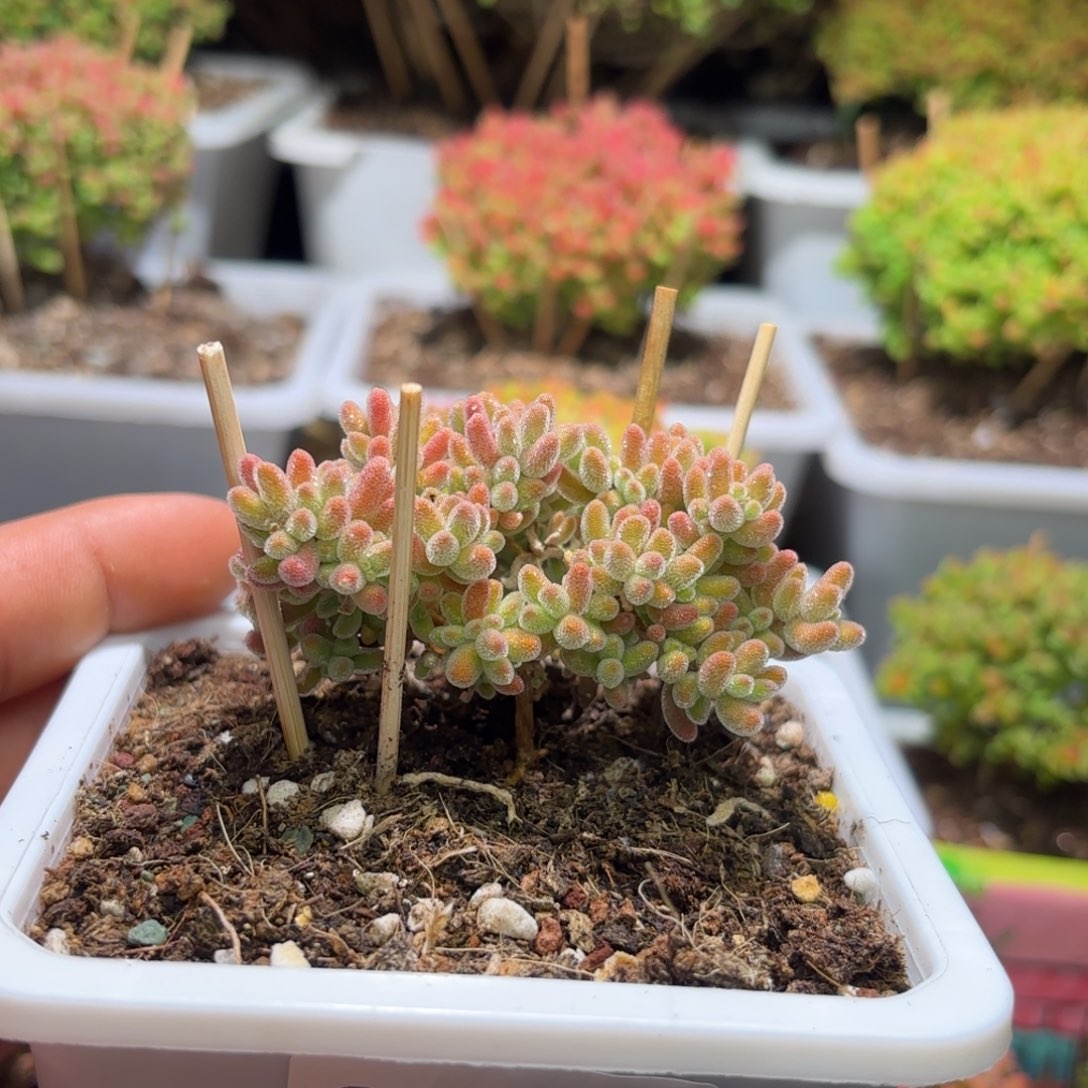 枝干番杏冰晶G115