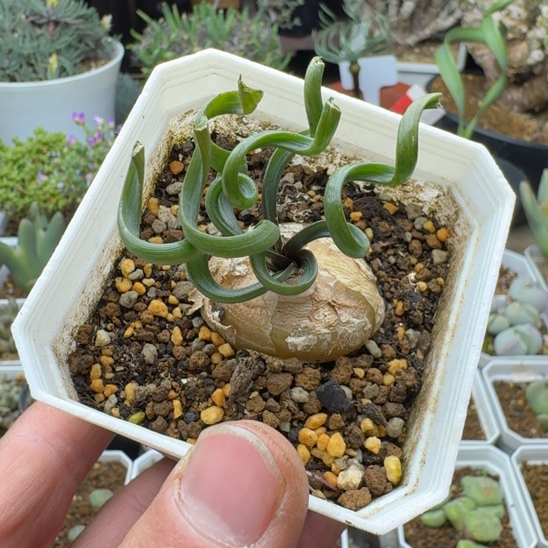 钢丝弹簧草剪过叶子多肉。